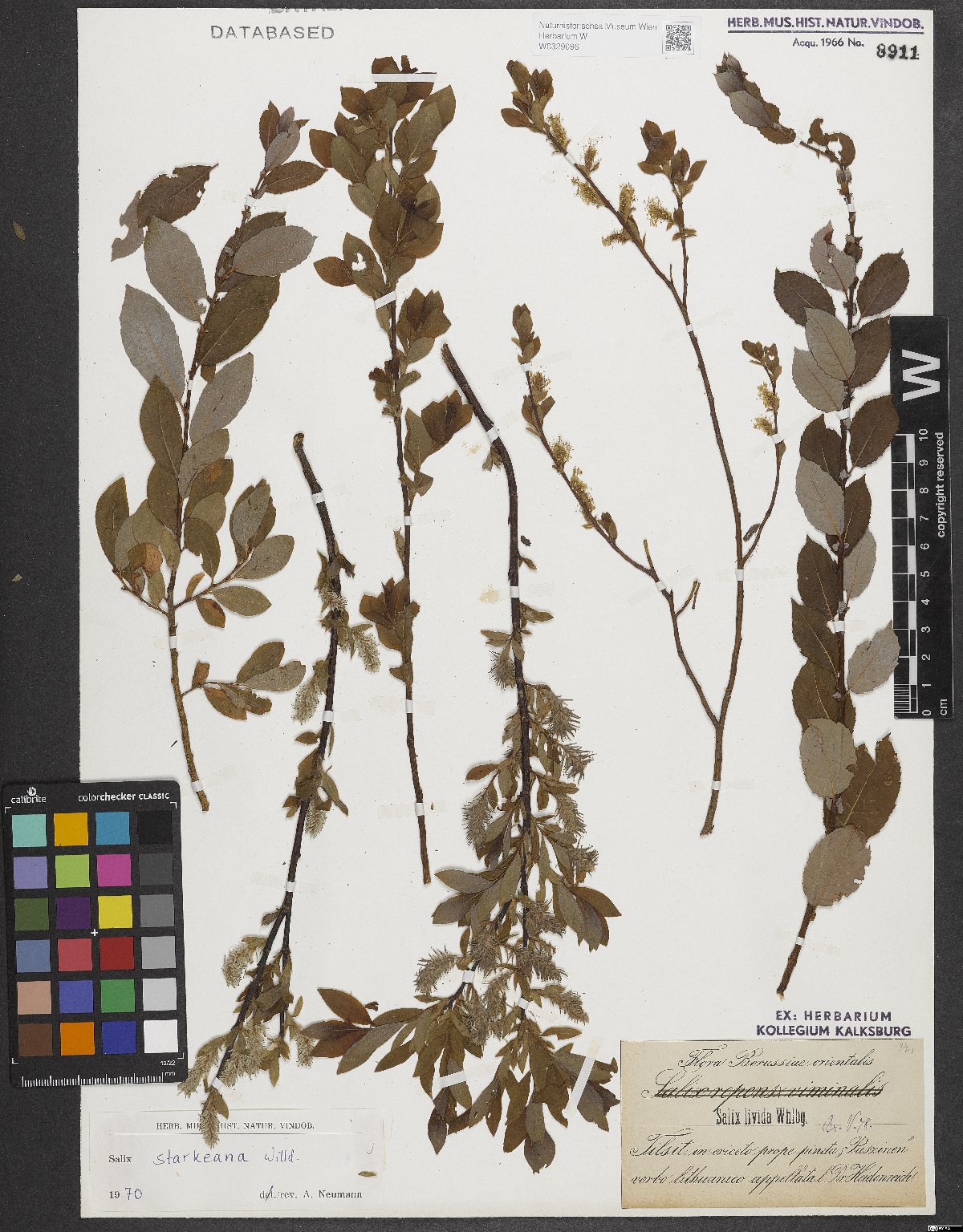 Salix starkeana Willd.