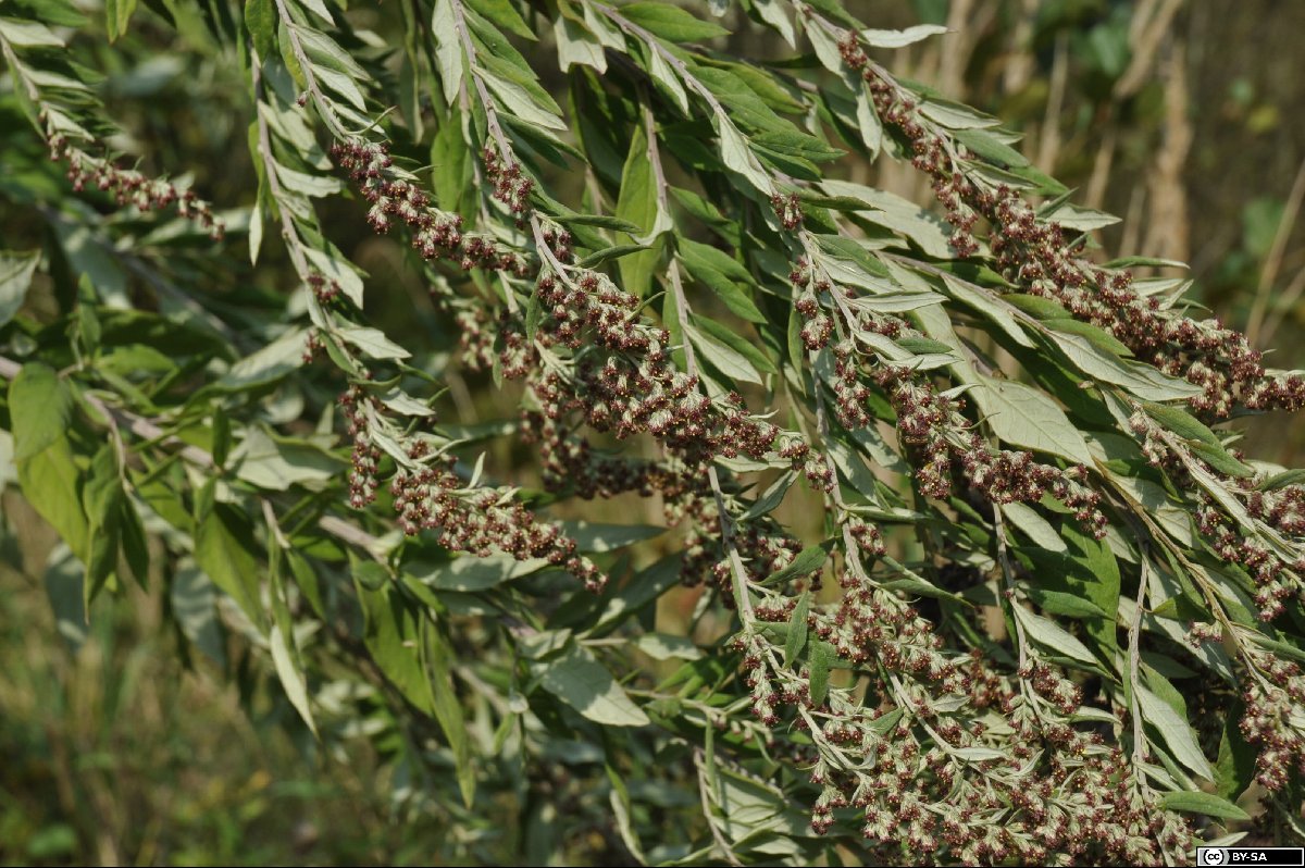 Artemisia gilvescens (Wata Yomogi)