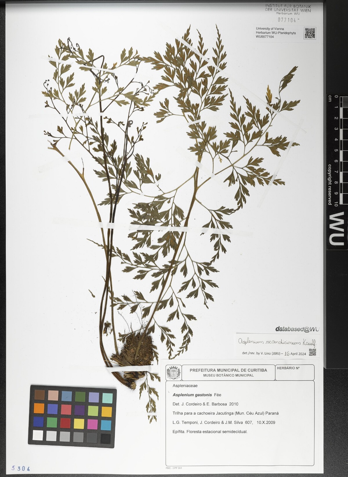 Asplenium scandicinum