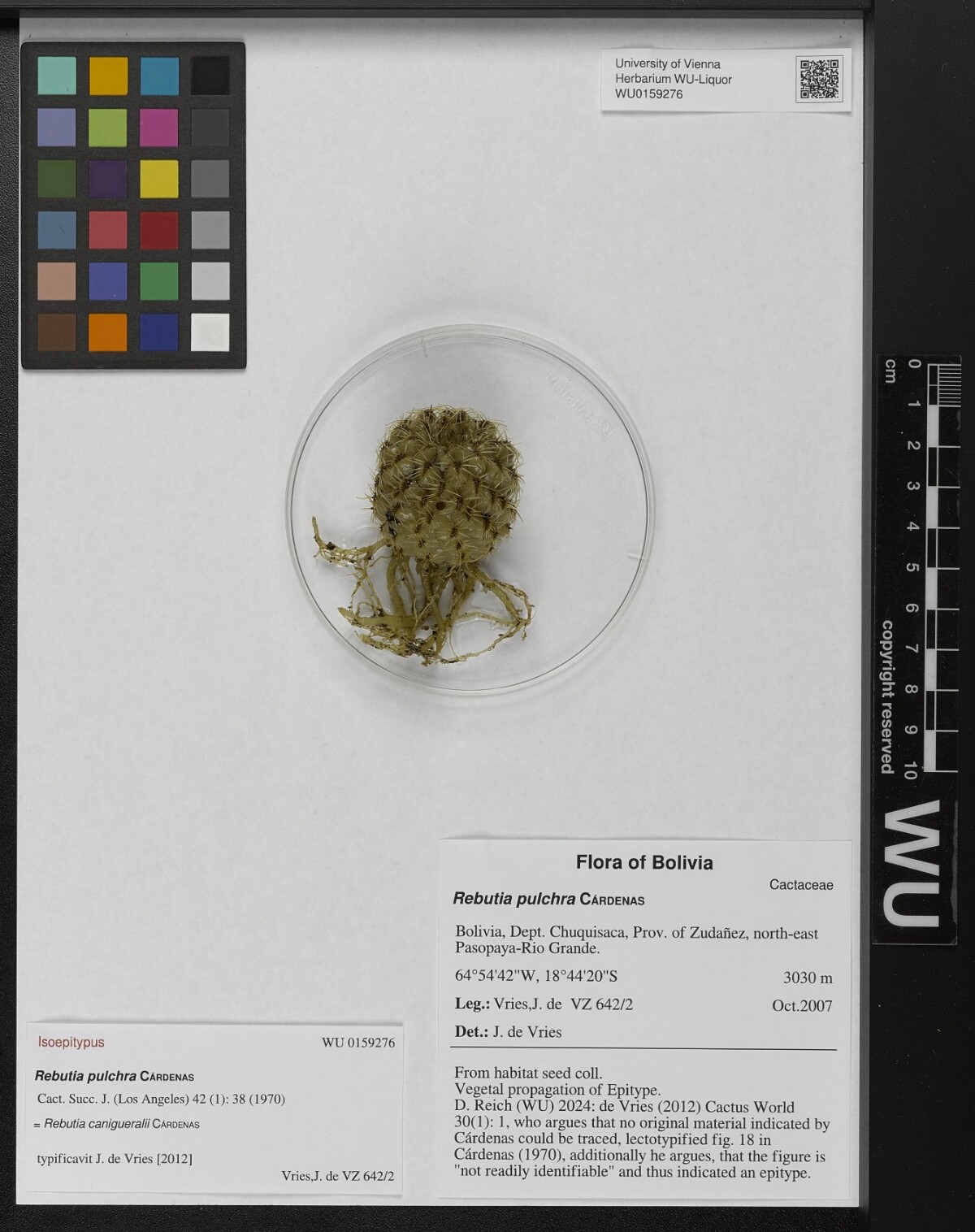 Weingartia pulchra