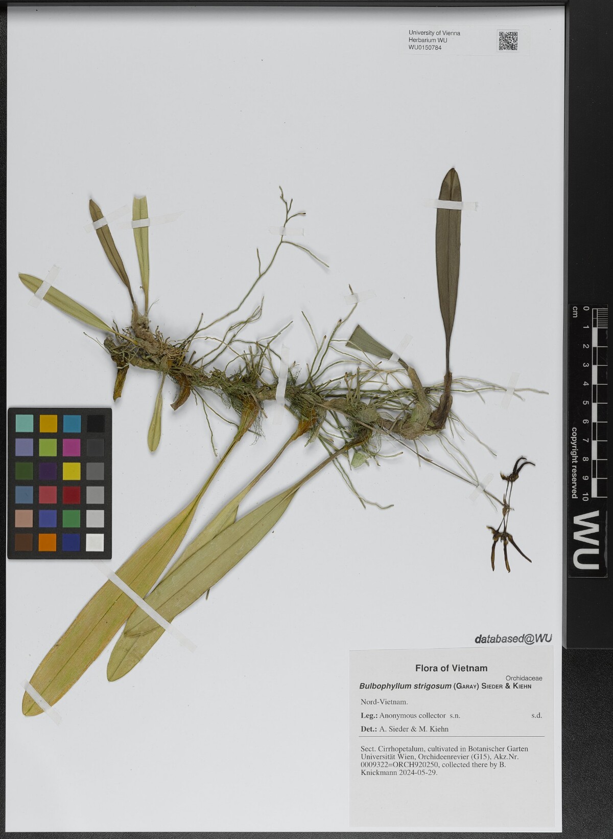 Bulbophyllum strigosum — ảnh 2