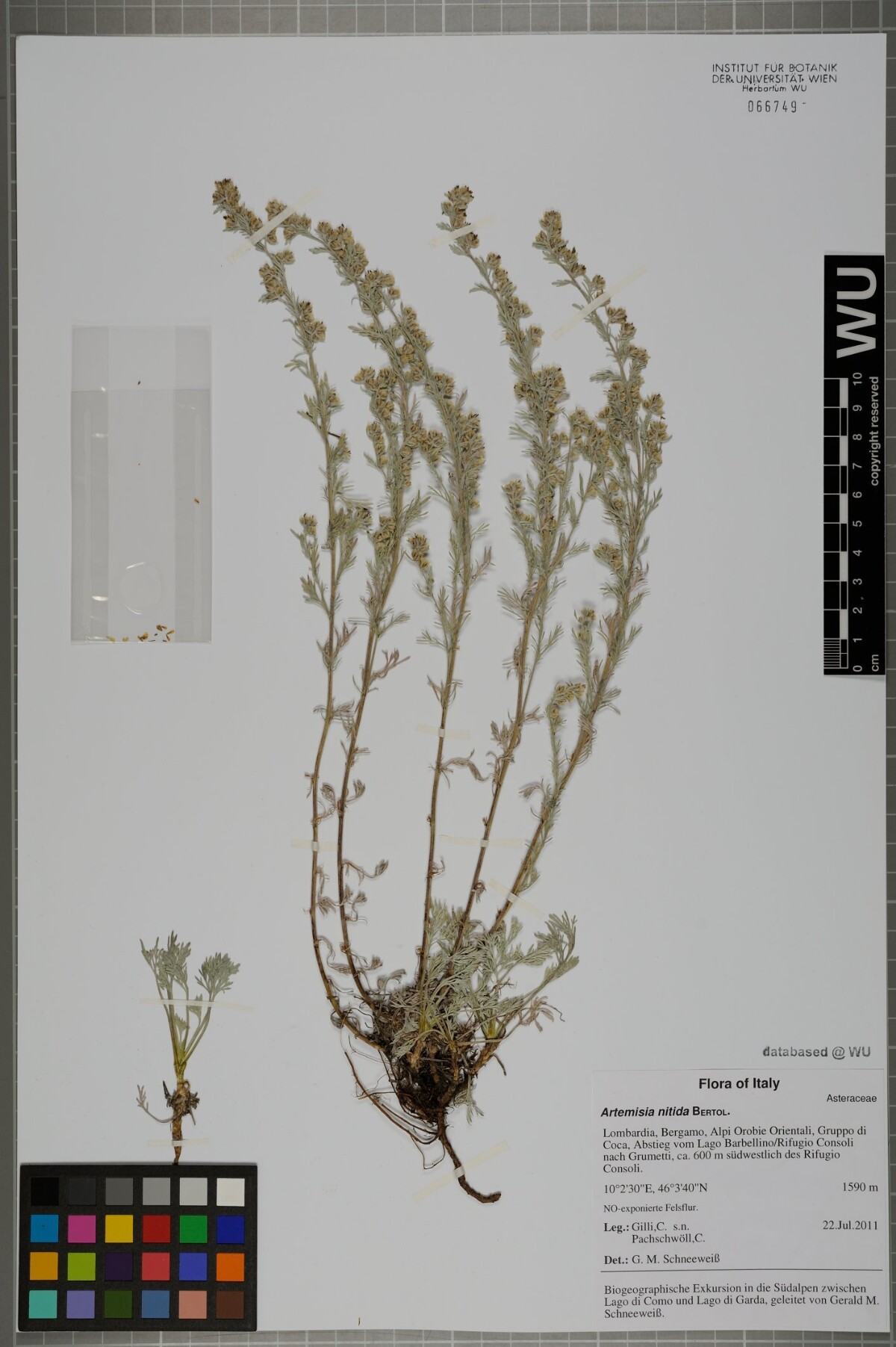 Artemisia nitida